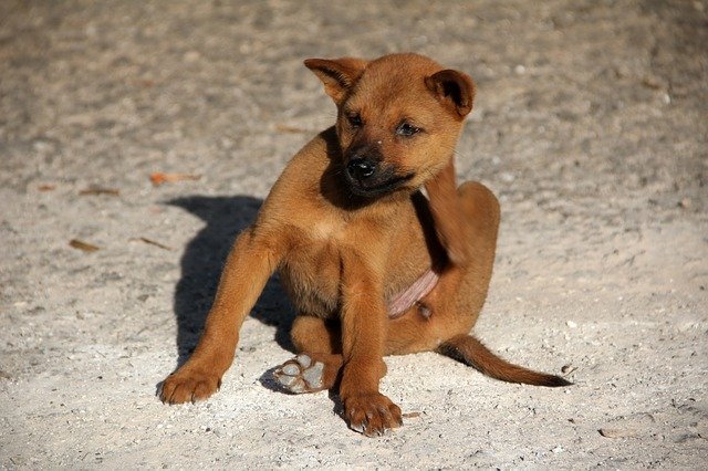 Come capire se il cane ha le pulci: i passi da seguire