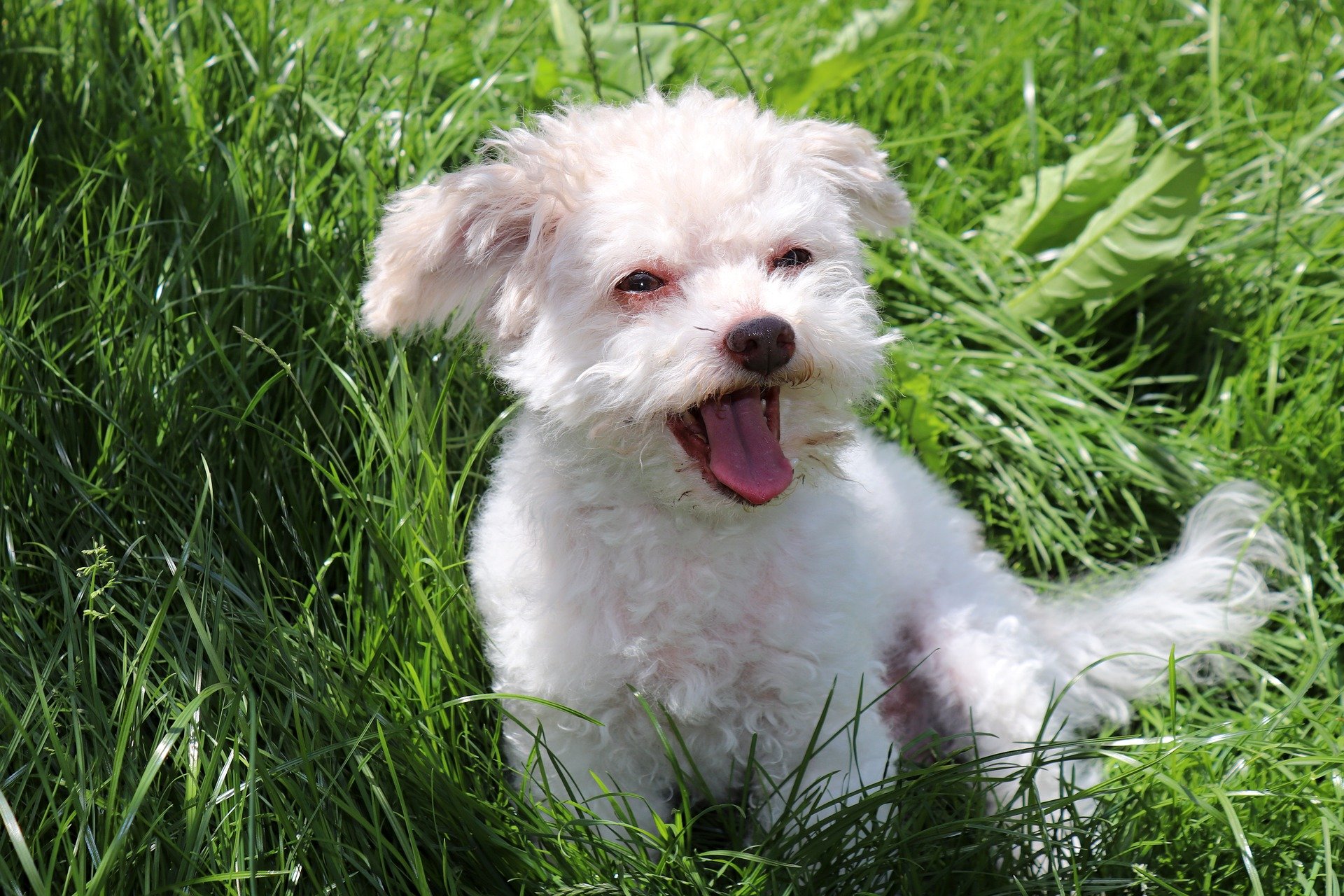 Come fare per non far abbaiare il cane in cinque step Bigodino