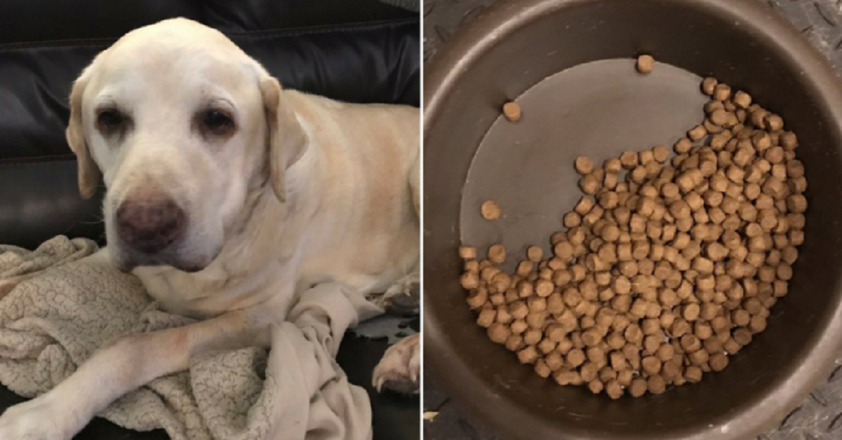 Cookie, il cane che mangiava solo metà porzione