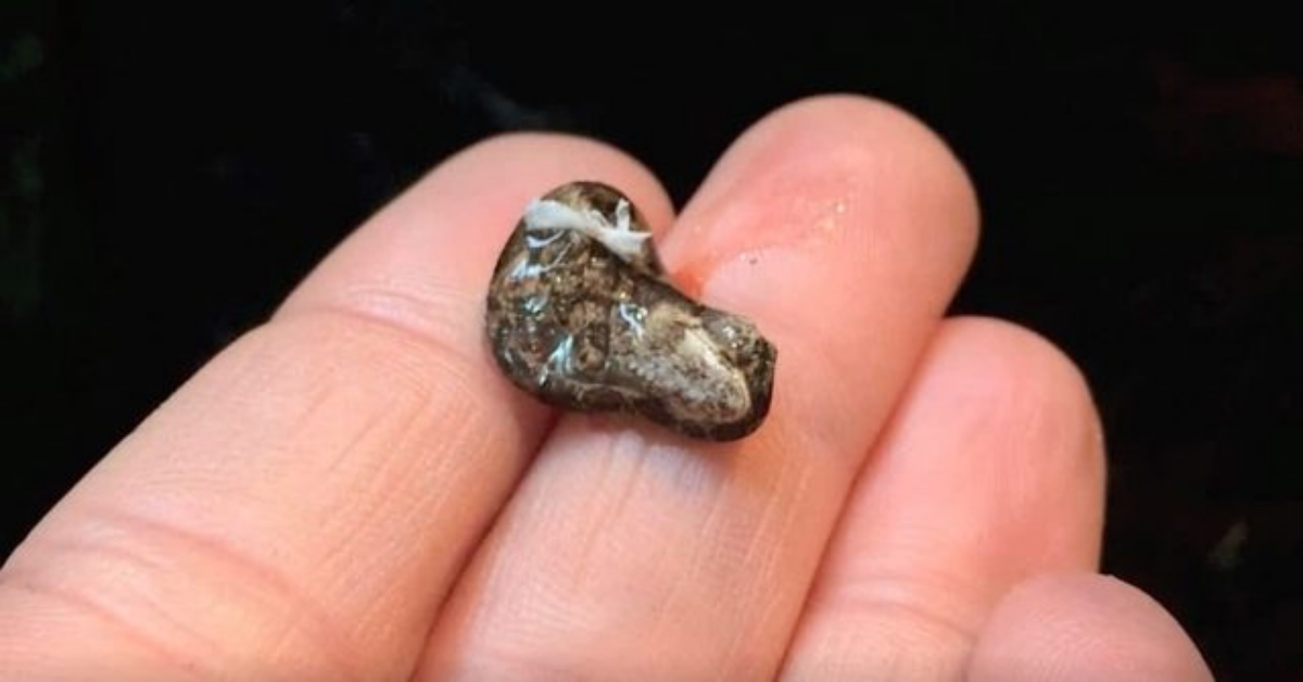 Credeva fosse una roccia, ma dopo la nascita, il piccolo si dimena per il suo primo respiro