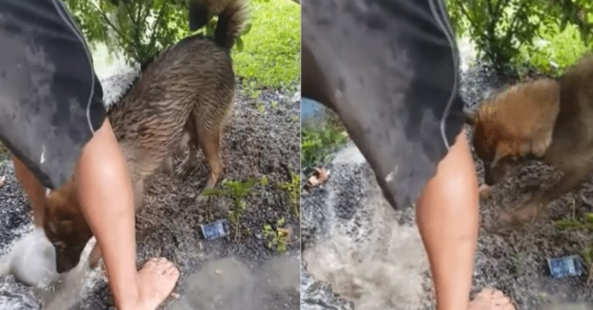 Cane coraggioso salva i suoi cuccioli caduti in un buco pieno di acqua