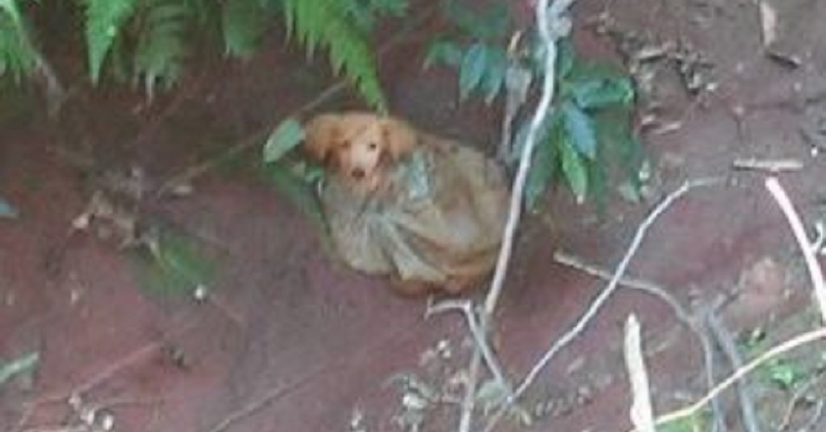 Il cucciolo abbandonato in un bosco