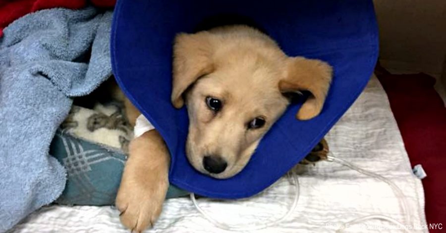 intervento chirurgico cane