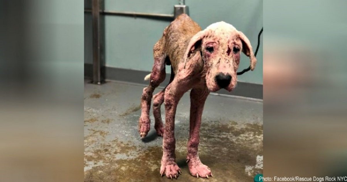 Cucciolo trovato quasi senza vita per la negligenza dei padroni