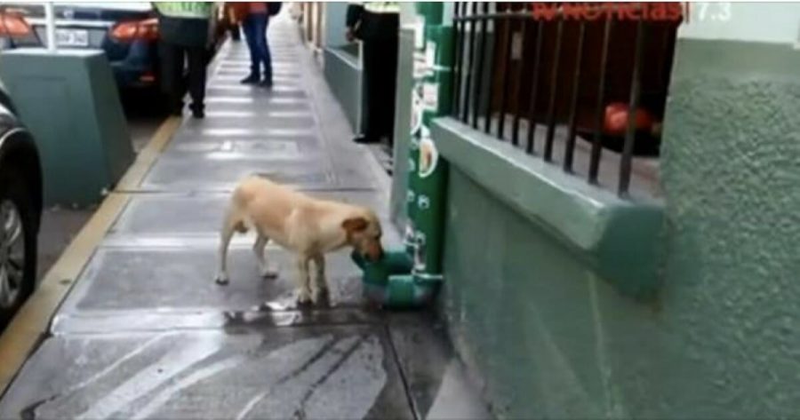 Distributori di cibo e acqua per cani randagi