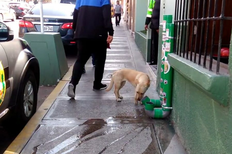 Distributori di cibo e acqua per cani randagi