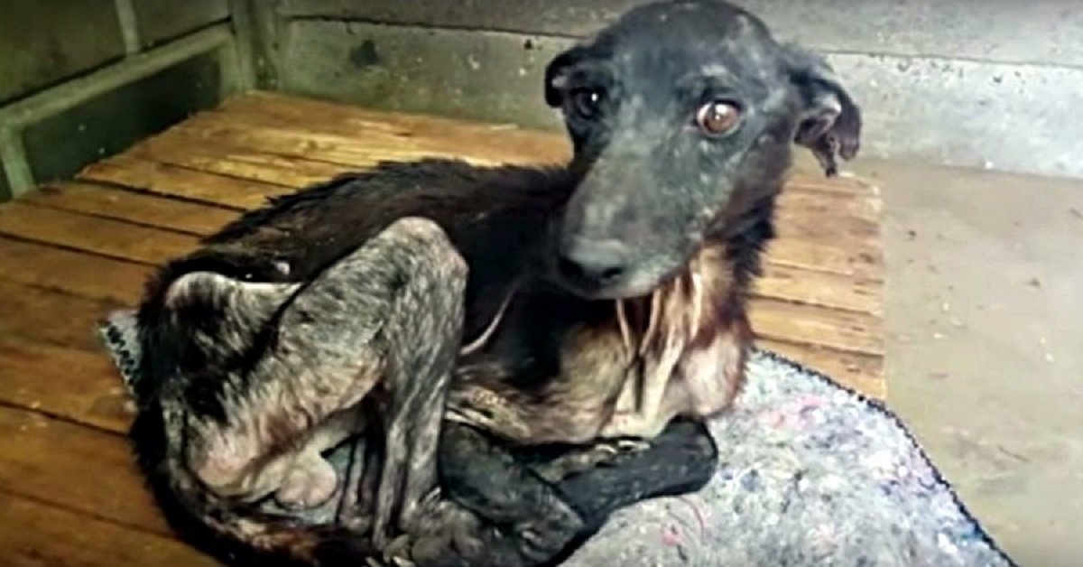 Dopo anni di abusi finalmente un lieto fine per il povero cucciolo sfortunato