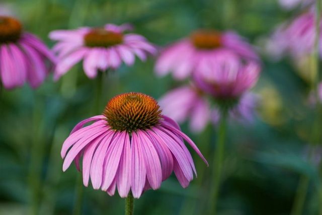 echinacea