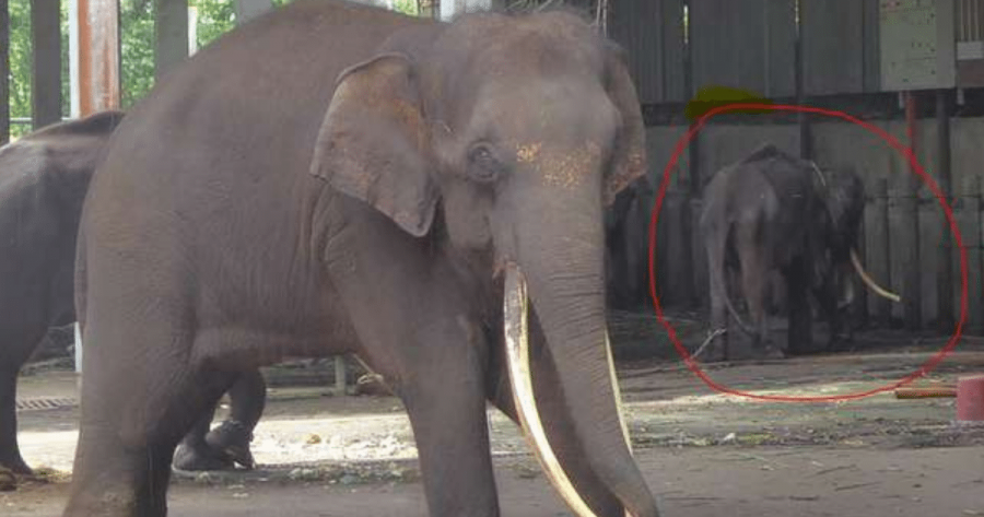 elefanti incatenati in Malesia