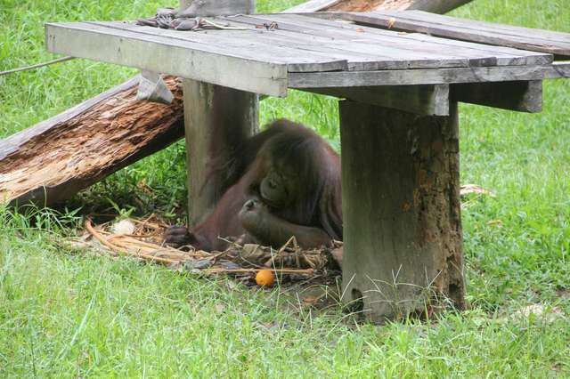 elefanti incatenati in Malesia