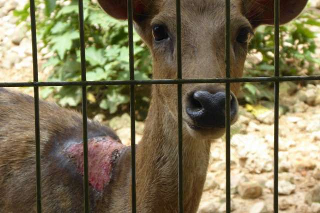 elefanti incatenati in Malesia