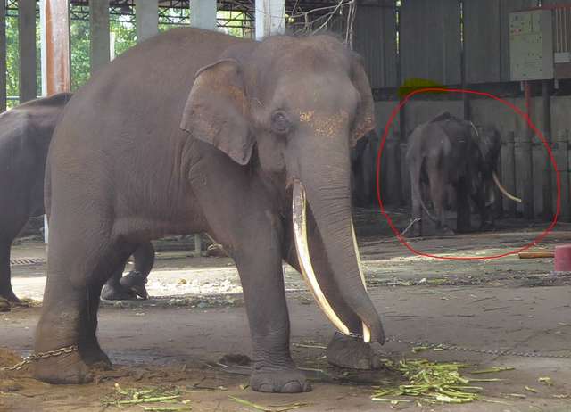 elefanti incatenati in Malesia