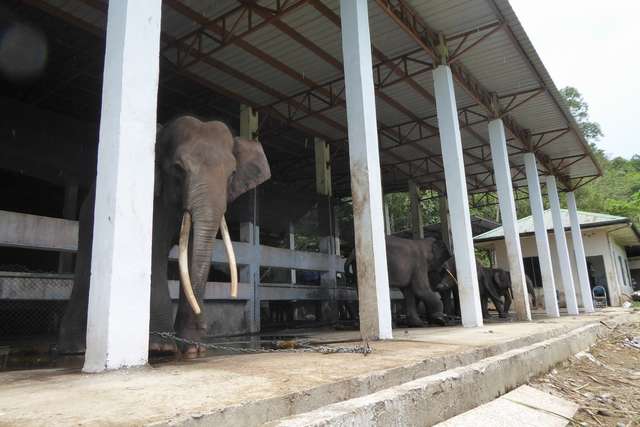 elefanti incatenati in Malesia