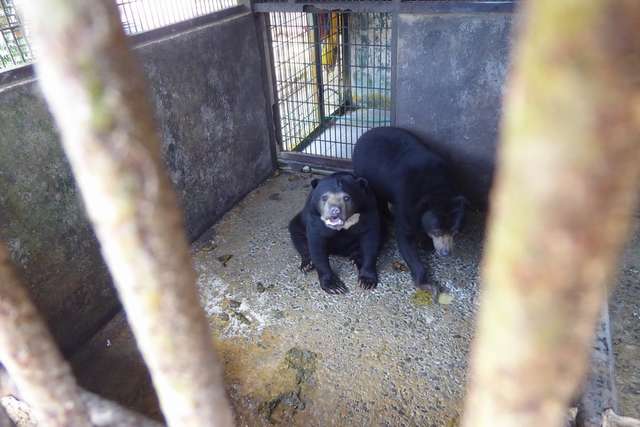 elefanti incatenati in Malesia