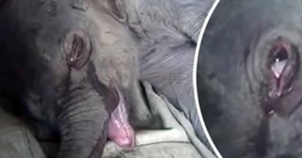 Elefantino non riesce a smettere di piangere, dopo che sua madre lo ha rifiutato