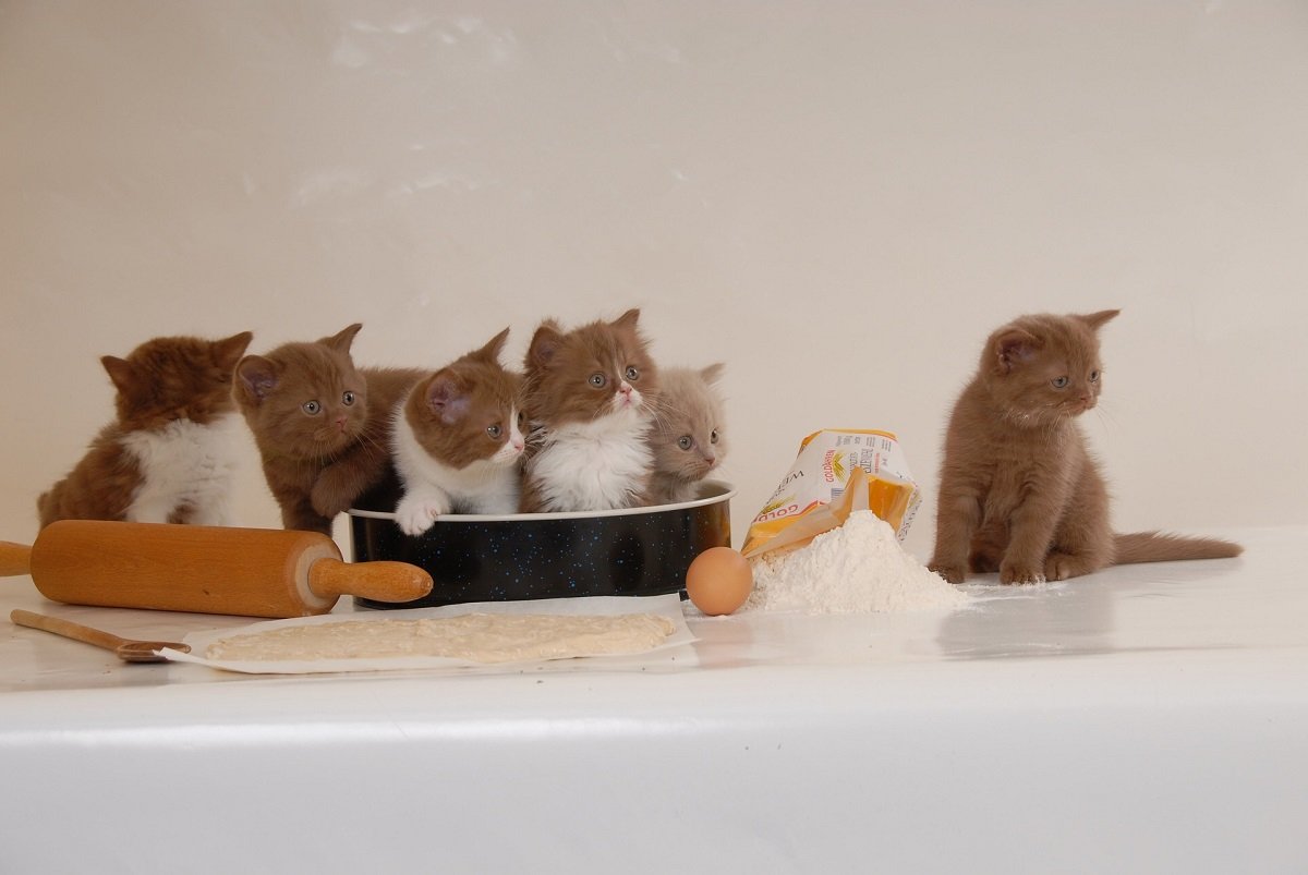 Gattini piccoli in cucina