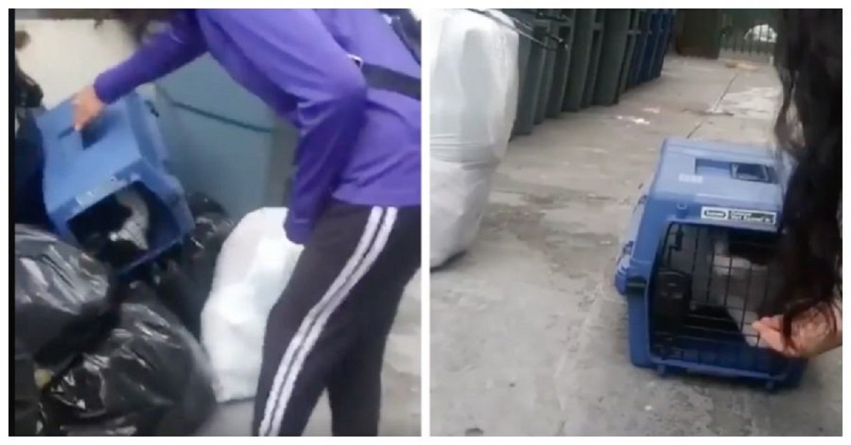 Gatto abbandonato salvato in una discarica