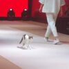 Gatto alla sfilata di moda