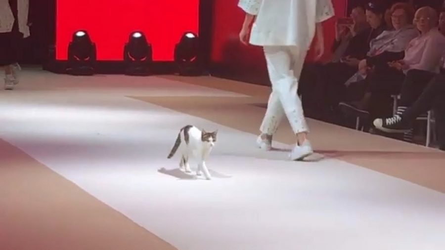 Gatto alla sfilata di moda