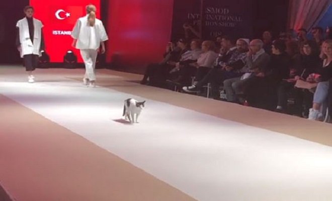 Gatto alla sfilata di moda a Istanbul