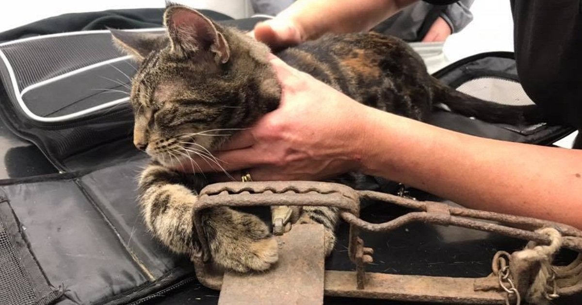 Gatto ferito alla zampa da una trappola fuori legge dagli anni Cinquanta