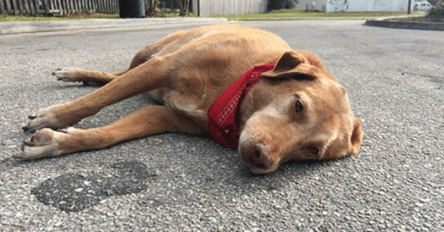 cane-gettato-dal-finestrino-e-poi-soppresso-dal-veterinario