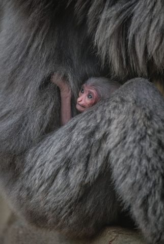 gibbone-argenteo-braccia-mamma