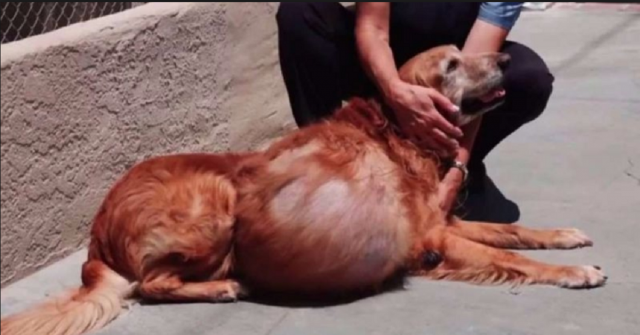 henry-il-cane-abbandonato-sulla-spiaggia