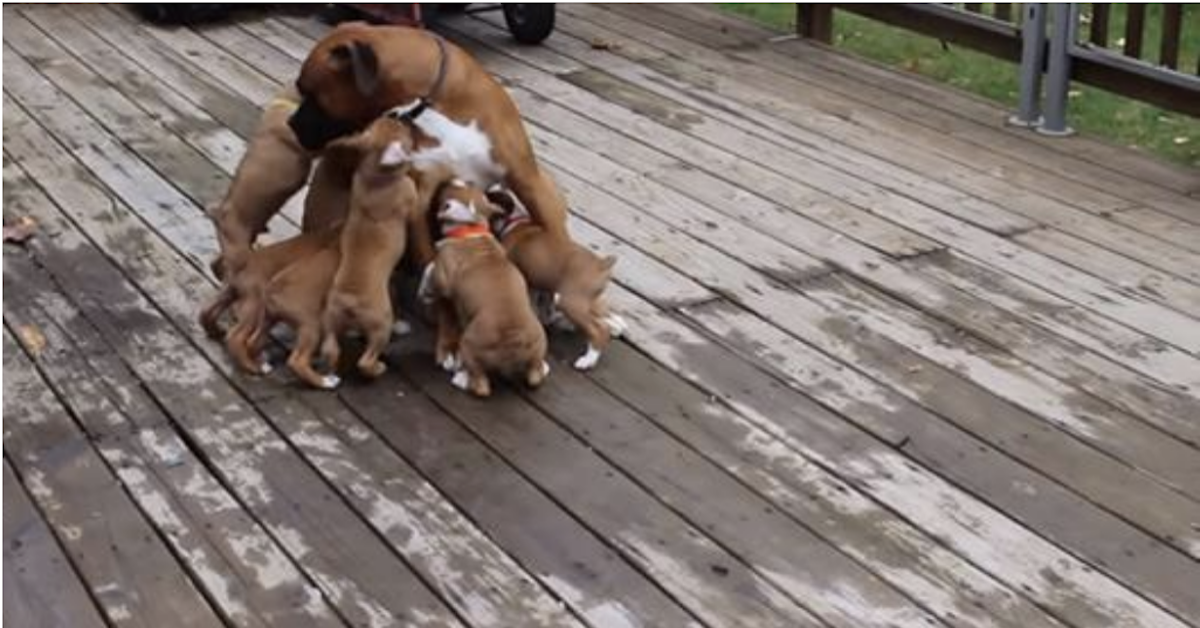 i-cuccioli-confondono-il-loro-papa-con-la-loro-mamma4