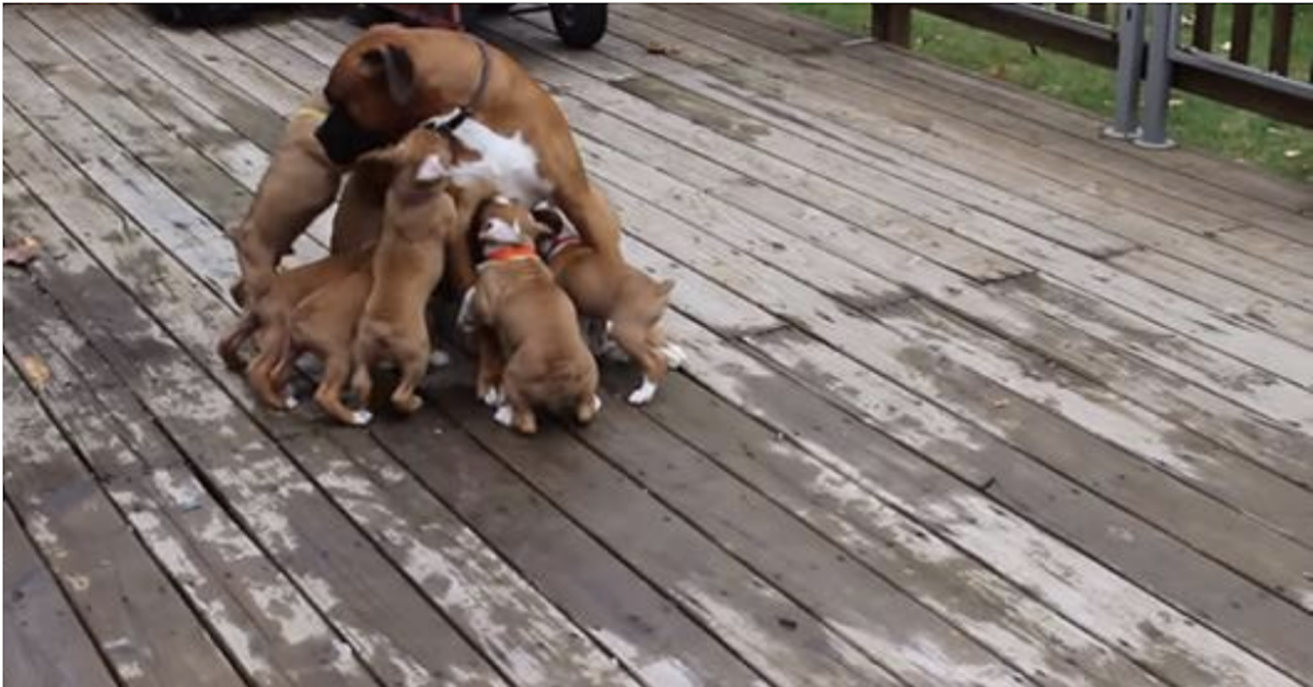 I cuccioli confondono il loro papà con la loro mamma