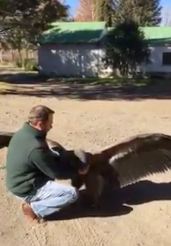 il-meraviglioso-ringraziamento-del-condor