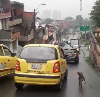 il-povero-cane-rincorre-la-sua-famiglia