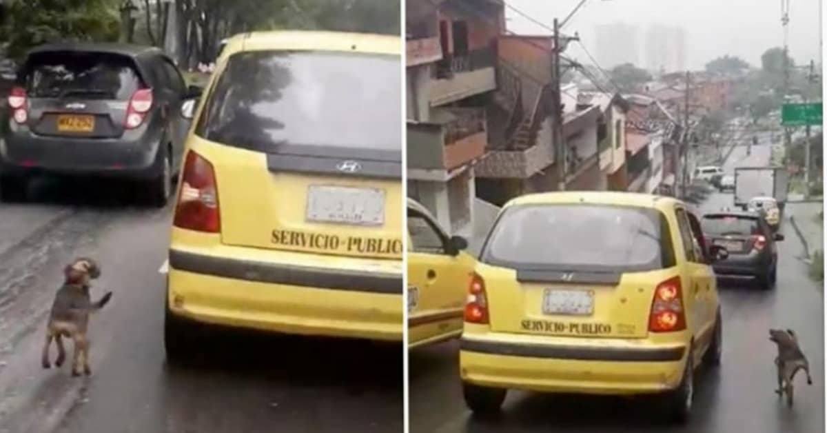 Il povero cane rincorre la sua famiglia, che lo abbandona e va via su un auto gialla