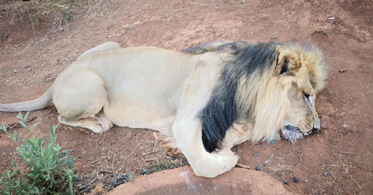 Cacciatori si sfogano su cinque leoni, ma il peggio di loro è stato fatto al povero Mufasa