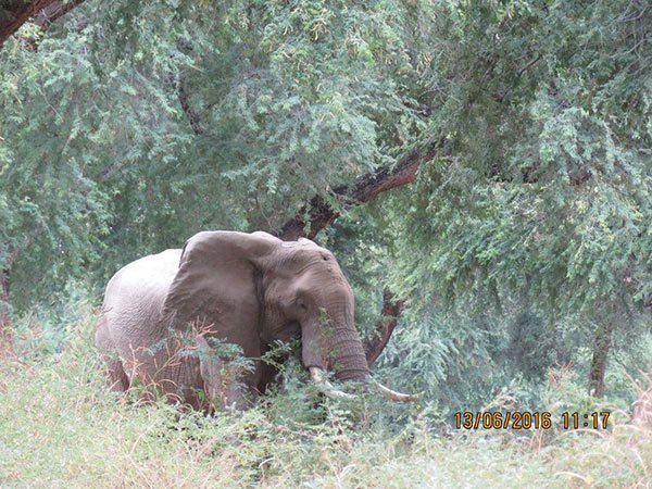 il-salvataggio-dellelefante-nel-parco1