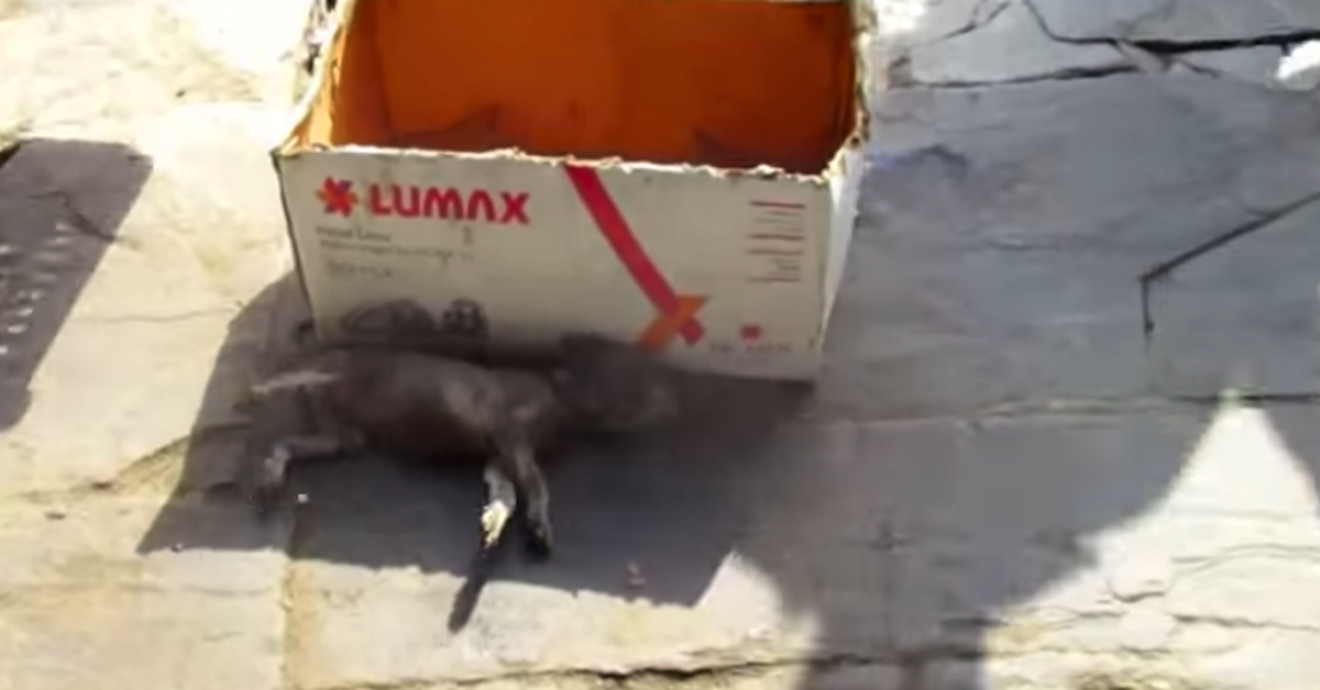 Il salvataggio di Lily da parte dei volontari Animal Aid Unlimited