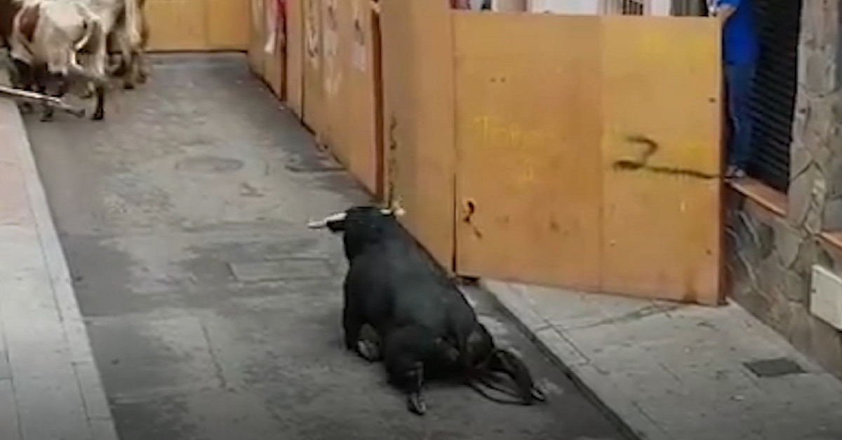 Il toro con le zampe rotte