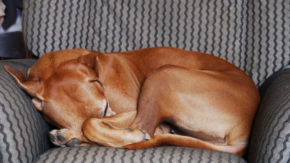 Questa è la ragione per cui il tuo cane, quando dorme, si rannicchia su se stesso