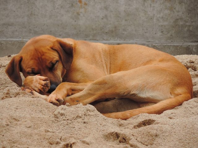 il-tuo-cane-quando-dorme-si-rannicchia-su-se-stesso1