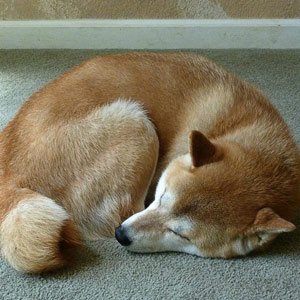 il-tuo-cane-quando-dorme-si-rannicchia-su-se-stesso2