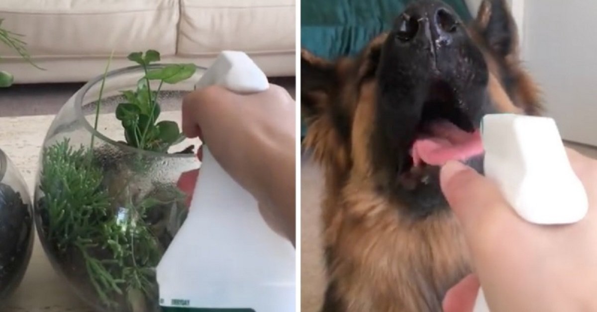 Il video sorprendente del cane che beve l’acqua dall’annaffiatoio