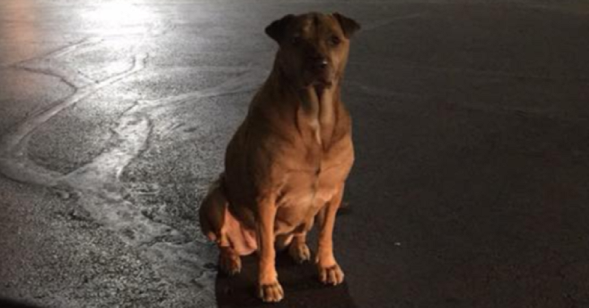 La cagnolina furbetta