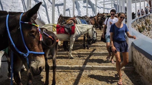 la-verita-dietro-lutilizzo-degli-asini-nella-scalinata-di-santorini1