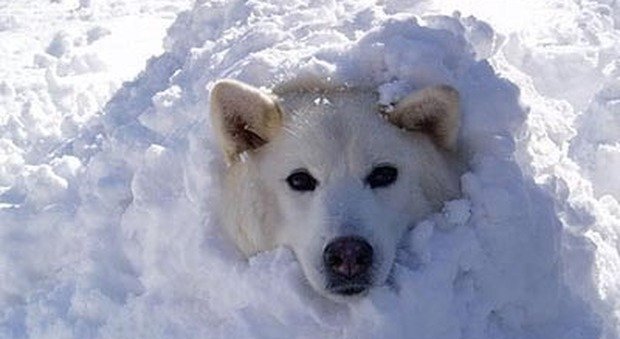 lo-sconosciuto-vede-il-cane-tremare-e-decide-di-intervenire12