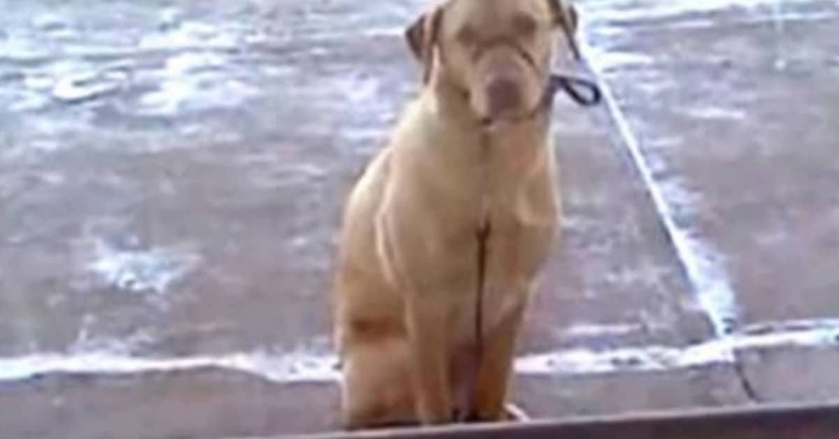 Lo sconosciuto vede il cane tremare e decide di intervenire