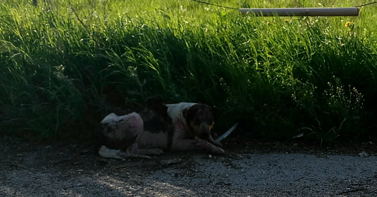 Mal, il cane che non aveva la pelle trovato da un giovane operaio