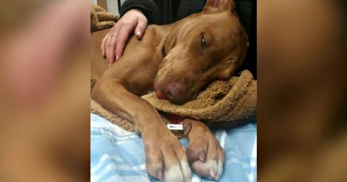 Non riescono a capire cosa abbia il cane, fino a quando i bambini del vicinato non confessano