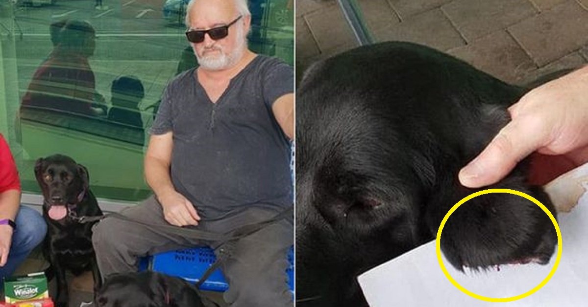 Padrone lascia il cane fuori dal supermercato e lo ritrova con un orecchio tagliato