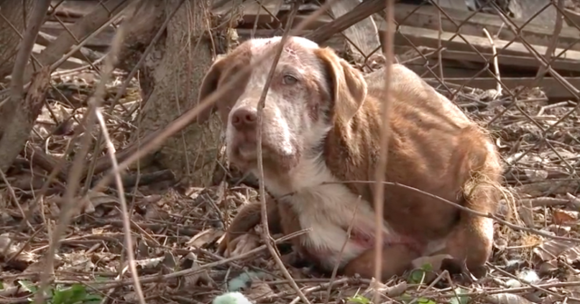 penelope-la-cagnolina-trovata-nellimmondizia