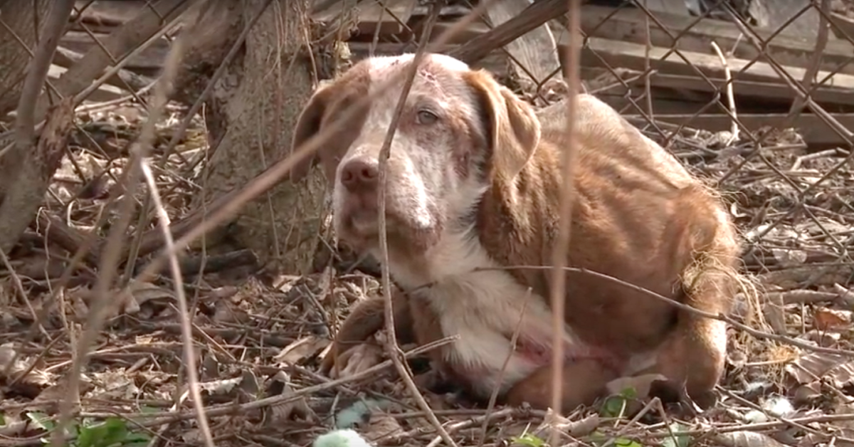 Penelope, la cagnolina trovata nell’immondizia
